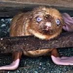 Gingerseal