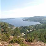 hjortronblomman