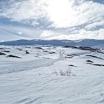hjortronblomman