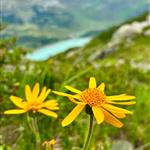 Matterhorn