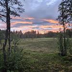 Risån