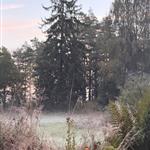 Skogspinglan