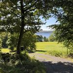 Skogspinglan