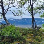 Svala79